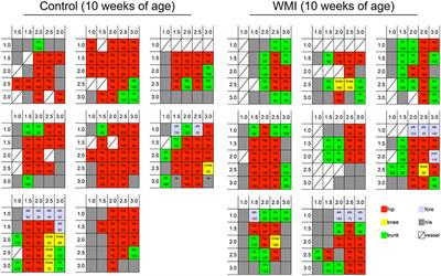 Alterations of Both Dendrite Morphology and Weaker Electrical Responsiveness in the Cortex of Hip Area Occur Before Rearrangement of the Motor Map in Neonatal White Matter Injury Model